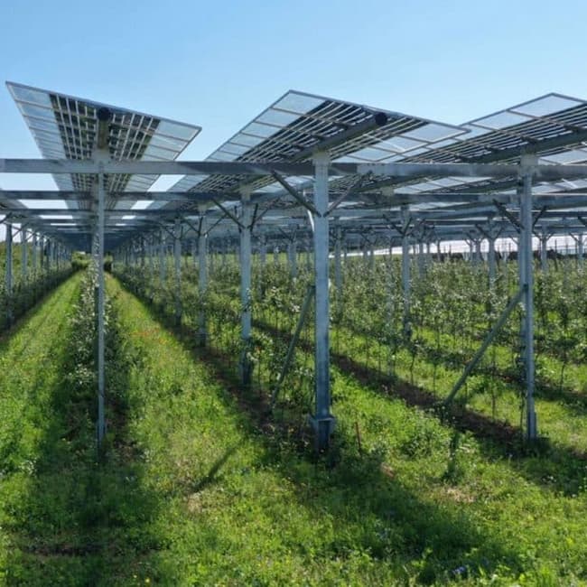 L'agrivoltaico può fornire cibo ed energia alla crescente popolazione mondiale